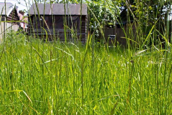 Cost of Overgrown Lawn Trimming in Asheville